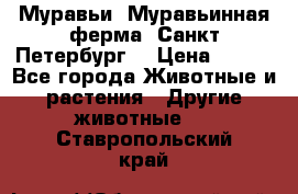Муравьи, Муравьинная ферма. Санкт-Петербург. › Цена ­ 550 - Все города Животные и растения » Другие животные   . Ставропольский край